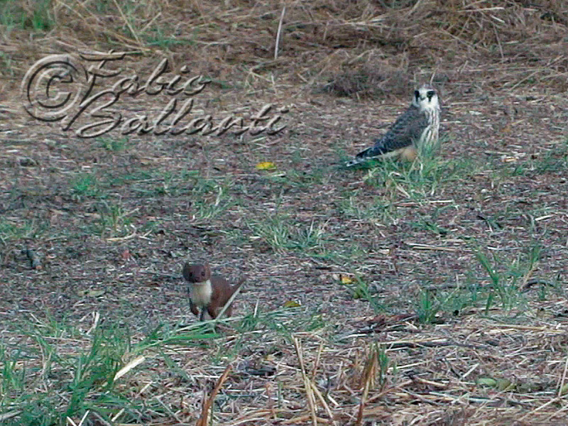 Donnola ( Mustela nivalis vulgaris )